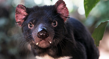 Devils' fight against pandemic, Tasmanian Devil news, Wire Science article, Devil's resilience HD wallpaper