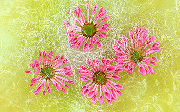 Flowers, still life, nature, pretty, flower HD wallpaper