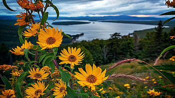 Cloudy summer evening at Height of Land near Rangeley, Maine., wildflowers, clouds, landscape, trees, sky, rocks, usa, lake HD wallpaper
