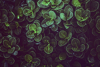 Drops, raindrops, leaves, green HD wallpaper