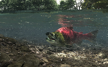 salmon, cool, hot, animals HD wallpaper
