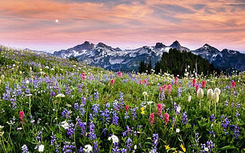 Landscape, Flowers, Mountains HD wallpaper
