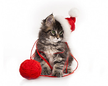 Christmas Kitten, Animals, Winter hat, Christmas, Christmas hat, Christmas animals, Cat, Holidays, Kitten HD wallpaper