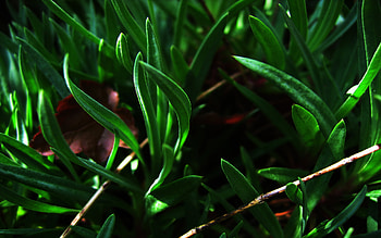 herbal lore , herbal HD wallpaper