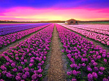 Rows, flowers, country, sunset HD wallpaper