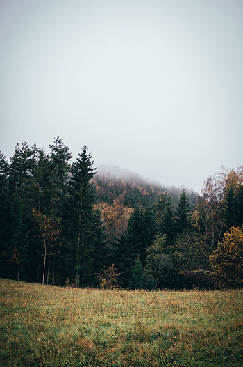 Landscape, Nature, Trees, Forest, Lawn HD phone wallpaper