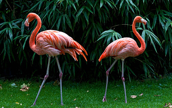 Flamingo , Pink flamingos, Birds in nature, Delicate beauty HD wallpaper