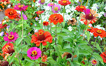 Plants, Flowers HD wallpaper