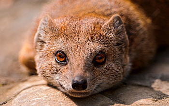Mongoose, High-quality , Wild animal kingdom, Nature's beauty HD wallpaper