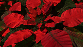 Poinsettia, Festive flower, Holiday spirit, Vibrant symbol HD wallpaper