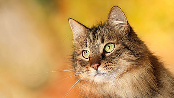 Animals, Cats HD wallpaper