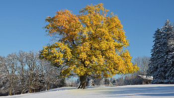 Nature, Winter, Leaves, Snow, Wood, Tree, Cover HD wallpaper
