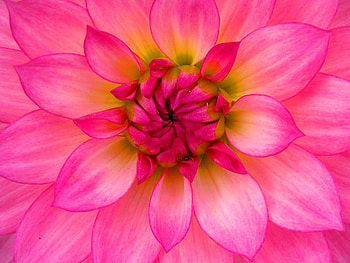 PINK, petals, yellow, flower, bright HD wallpaper