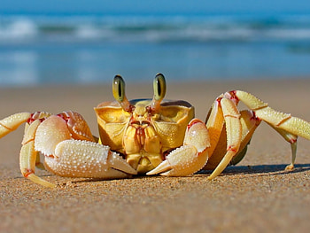 Crab, Sea Animals HD wallpaper