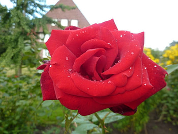 Drops on Red Rose, rose, flower, red, drops, nature, dew HD wallpaper