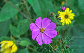 Cosmos Flower, nature, macro, daisies HD wallpaper
