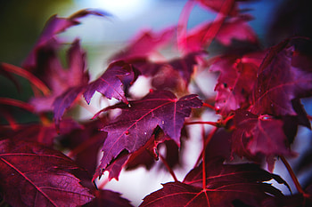 Leaves, Macro, Branch, Maple HD wallpaper