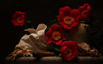 Peony, nature, red, flower HD wallpaper