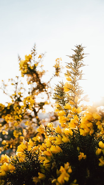 Yellow Aesthetic, Flowers HD phone wallpaper