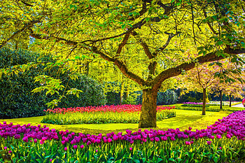 Keukenhof, Netherlands, bautiful, sunny, colorful, Keukenhof, sping, garden, grass, tulips, alleys, park, freshness, flowers, Holland HD wallpaper
