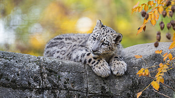 Snow Leopard Cub — Ultra, cub, Animal, snow leopard HD wallpaper
