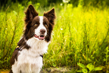 Collie , Border Collie beauty, Gentle giant, Toy breed HD wallpaper