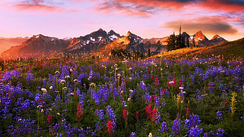 Texas Wildflowers At Spring, sunset, blossoms, trees, clouds, sky, mountains, usa HD wallpaper