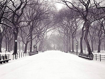 Winter in the Park, winter, in the park HD wallpaper