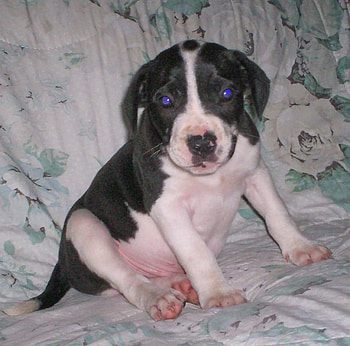 My Indie, puppies, memory, pitbull, animals HD wallpaper
