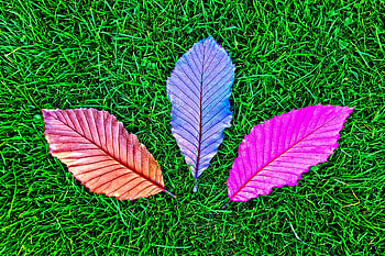 Grass Fallen Colorful Leaves , leaves, grass, nature, graphy, colorful HD wallpaper
