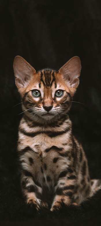 Cute Bengal cat, About wild animals, Playful and adventurous, Graceful movements HD phone wallpaper