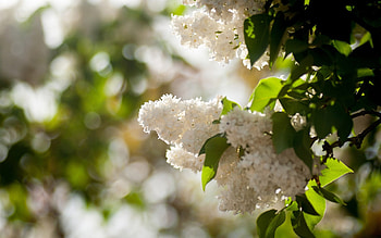 Plants, Flowers HD wallpaper