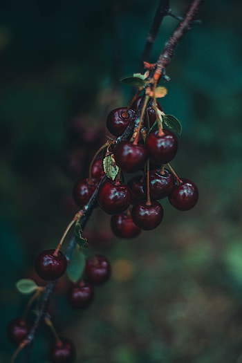 Food, Cherry, Berries, Blur, Smooth, Branch, Ripe HD phone wallpaper