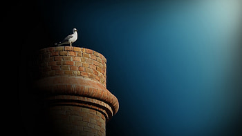SeaGulls, seagulls, birds HD wallpaper