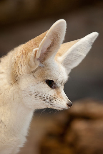 Whiskers, Fennec Fox HD phone wallpaper