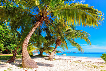 Sandy beach and palm trees on Seychelles, sea, palms, Seychelles, tropics, exotic, paradise, beautiful, beach, vacation, summer, rest, sands, trees, Indian, sky, ocean HD wallpaper