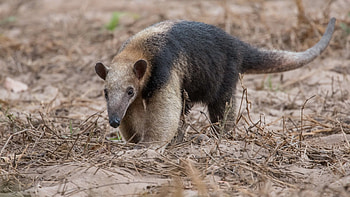animals , animals anteater, Anteater, Animals HD wallpaper