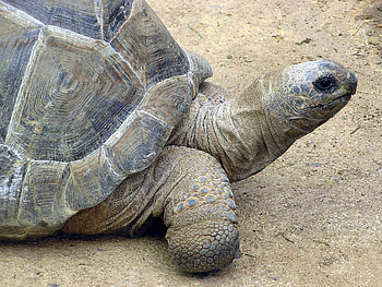 Aldabra Giant Tortoise, Wikipedia, Online encyclopedia, Reptilian wonders HD wallpaper