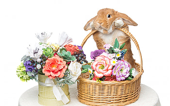 Happy Easter!, cute, bunny, basket, flower, iepuras, card, easter, lovely, rabbit HD wallpaper