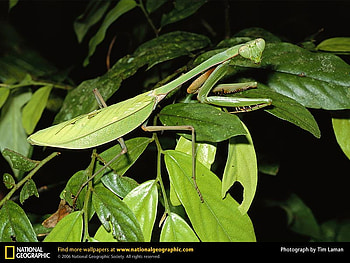 Praying Mantis, insects, mantis, bugs HD wallpaper