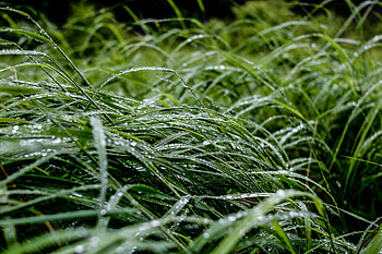 Grass, Drops, Macro HD wallpaper