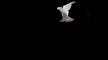 Subscription Library White bird flapping on black background, Slow Motion HD wallpaper