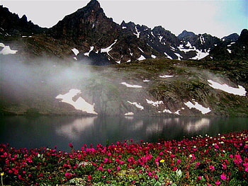karadeniz-turkey, flower HD wallpaper