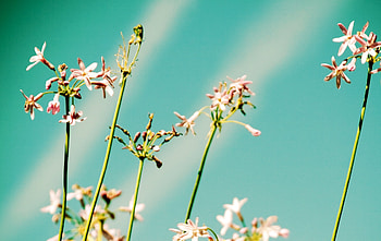 Flowers, Sky, Beams, Rays, Close-Up, Field HD wallpaper
