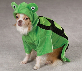 TURTLE HALLOWEEN COSTUME, dog, turtle, halloween, puppy, costume, green, cute HD wallpaper