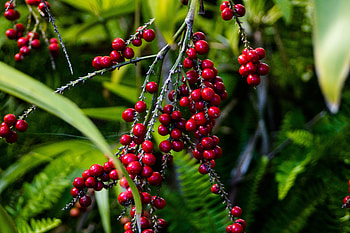 Food, Berries, Branch, Clusters, Bunches HD wallpaper