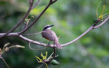 Bird on Branch, animal, branch, nature, bird HD wallpaper