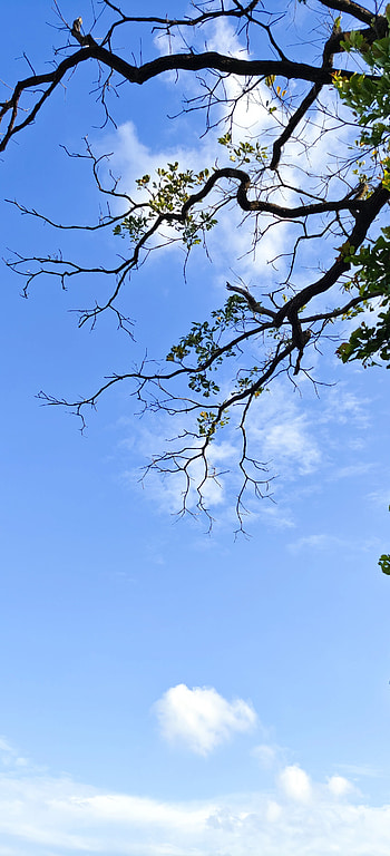 Peace, Sky, tree, river HD phone wallpaper