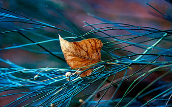 Ultra , Leaf , Background HD wallpaper