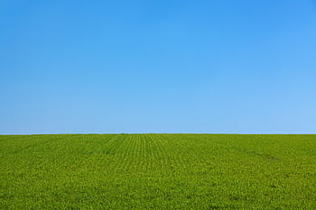 Expansive green field meeting a clear blue sky, ideal for backgrounds. HD wallpaper